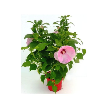 Visuel 1 du produit Hibiscus Moscheutos - Le pot de 4 litres