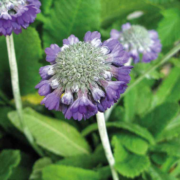 Visuel 1 du produit Primevere Capitata Bleu - Le pot de 9 x 9 cm