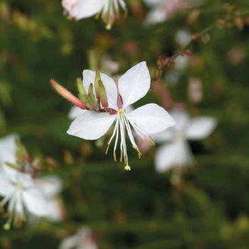 Visuel 1 du produit Gaura blanc Rose - Le pot de 9 x 9 cm