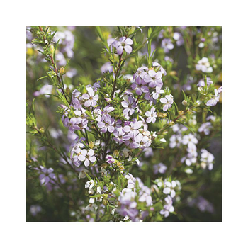 Visuel 1 du produit Diosma hirsuta pink foutain coloris rose. Le pot de 10 litres