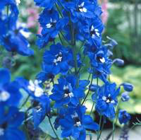 Visuel 1 du produit Pieds d'alouette - Le pot de 4 litres