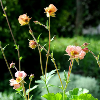 Visuel 1 du produit Geum cocktail Mai Tai orange en pot de 2 L
