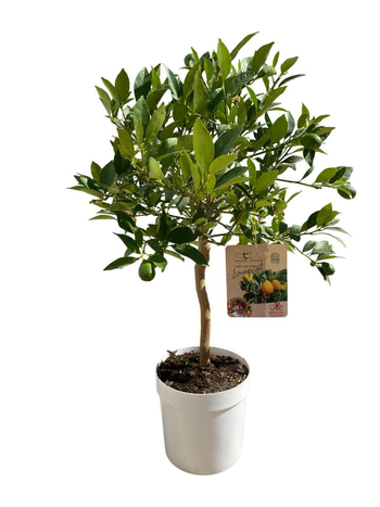 Visuel 1 du produit Limequat coloris orange - 5 L