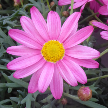 Visuel 1 du produit Anthemis Rose. Le pot de 3 litres