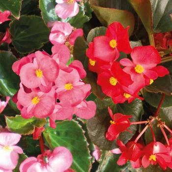 Visuel 1 du produit Begonia Big Feuilles Vertes Fleurs Roses. Le pot de 1 litre