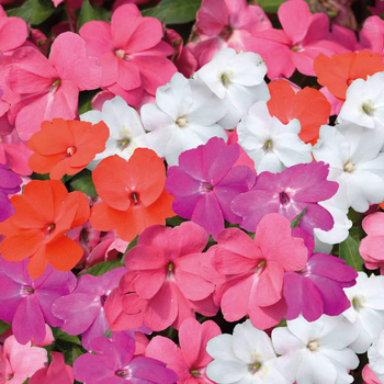 Visuel 1 du produit Impatiens de nouvelle guinee - La barquette de 4 plants