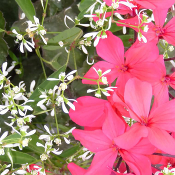 Visuel 1 du produit Géranium lierre + Euphorbe blanche - La suspension diam 27 cm