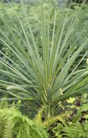 Visuel 1 du produit Cordyline Australis Purpurea rouge en pot de 3 L