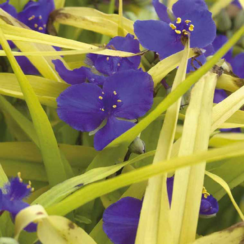 Visuel 1 du produit Tradescantia Sweet Kate - Le pot de 9 x 9 cm