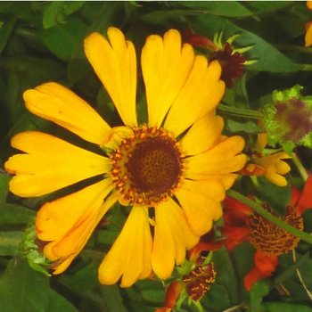 Visuel 1 du produit Hélénium ou Hélénie à fleurs jaunes - Le pot Ø 19 cm