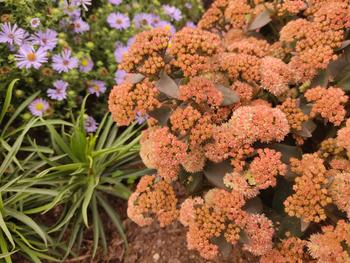 Visuel 1 du produit Sédum ‘Tiramisu’ - Le pot de 2 litres