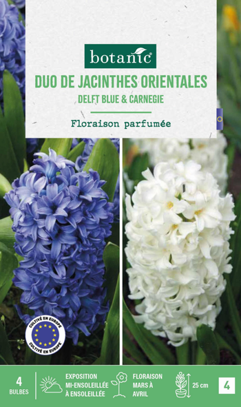 Visuel 1 du produit Jacinthe en mélange coloris bleu et blanc botanic® - 4 bulbes