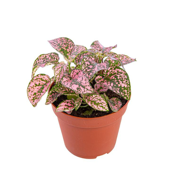 Visuel 1 du produit Hypoestes pot Ø8,5 cm