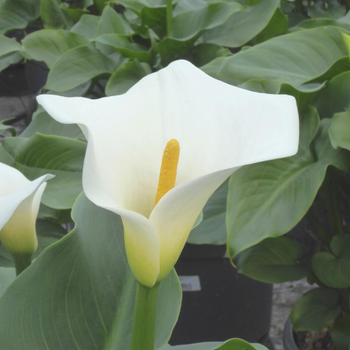 Visuel 1 du produit Arum Blanc. Le pot de 3,5 litres