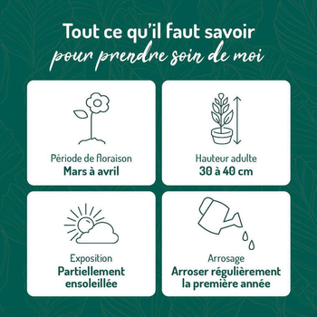 Visuel 1 du produit Primevère des Marais - Le pot de 9 x 9 cm