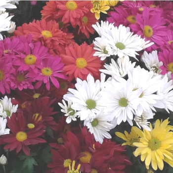 Visuel 1 du produit Chrysanthème multifleurs arlequin - La jardinière de 25 cm