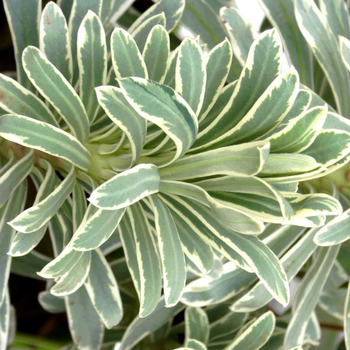 Visuel 1 du produit Euphorbe Silver Swan Wilcott - Le pot de 12 cm