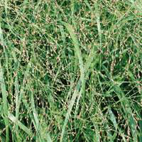 Visuel 1 du produit Panicum Virgatum Heavy Metal - Le pot de 3 litres