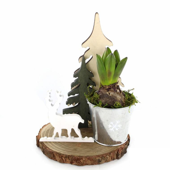 Visuel 1 du produit Jacinthe en pot déco de 17 cm