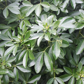 Visuel 1 du produit Choisya ternata