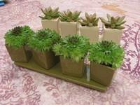 Visuel 1 du produit Composition de cactée botanic®