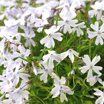 Visuel 1 du produit Phlox nain amazing grace blanc en pot de 2 L
