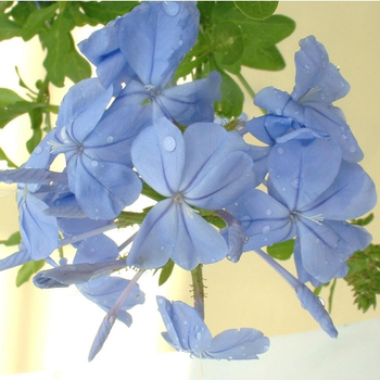 Visuel 1 du produit Plumbago Auriculata Touffe - Le pot de 2.5 litres