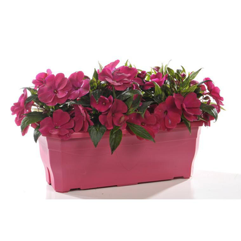 Visuel 1 du produit Impatiens de Nouvelle Guinée - La jardinière de 40 cm