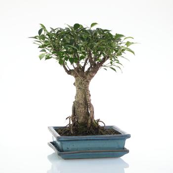 Visuel 1 du produit Bonsaï Ficus Retusa botanic® taille 5,5. Le pot