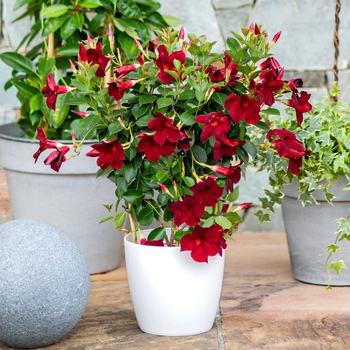 Visuel 1 du produit Dipladénia palissé ou Mandevilla à fleurs multicolores - Le pot Ø 14 cm