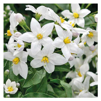 Visuel 1 du produit Solanum jasminoides blanc - Le pot de 9 x 9 cm