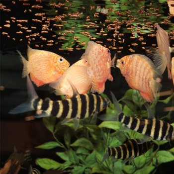 Visuel 1 du produit Alimentation insectes sticks petits 10g, 20ml - JBL ProNovo S