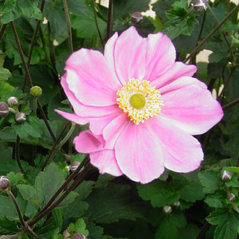 Visuel 1 du produit Anemone X Königin Charlotte (Rose). Le pot de 2 litres