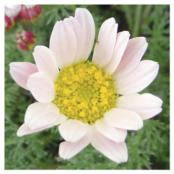 Visuel 1 du produit Anthémis Susanna Mitchell - Le pot de 2 litres