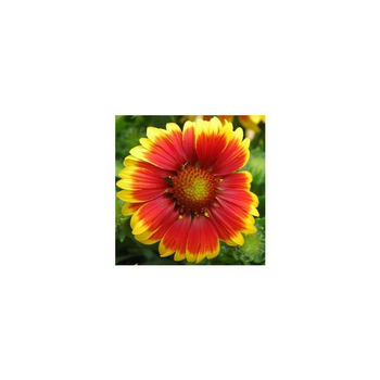 Visuel 1 du produit Gaillarde vivace - Le pot de 2 litres