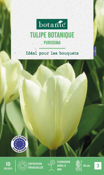 Visuel 1 du produit Tulipe Purissima botanic® - 10 bulbes