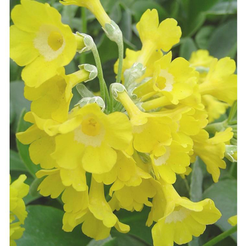 Visuel 1 du produit Primula Officinalis - Le pot de 1 litre