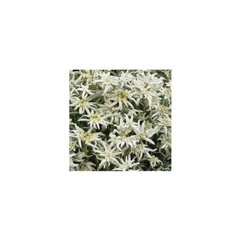 Visuel 1 du produit Edelweiss ou Leontopodium Alpinum - Le pot de 10,5 cm