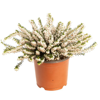 Visuel 1 du produit Erica Carnea blanche - Le pot de 10.5 cm