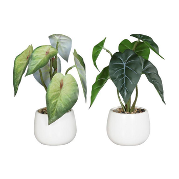 Visuel 1 du produit Syngonium en pot coloris vert - 22 cm