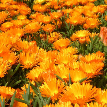 Visuel 1 du produit Lampranthus - La jardinière