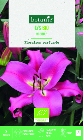 Visuel 1 du produit Bulbes de fleurs Lys oriental Robina bio botanic® - 2 bulbes