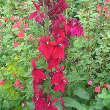 Visuel 1 du produit Lobelia X Speciosa Fan Scarlet (rouge) - Le pot de 4 litres