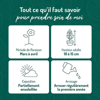 Visuel 1 du produit Primevere Pruhonicensis - Le pot de 9 x 9 cm