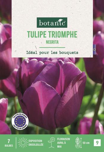 Visuel 1 du produit Tulipe tr. Negrita X7