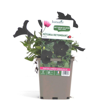Visuel 1 du produit Pétunia retombant noir - Le pot de 9 x 9 cm