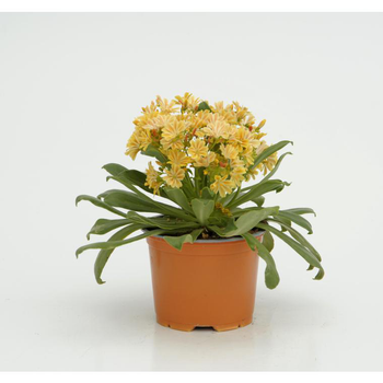 Visuel 1 du produit Lewisia Cotyledon - Le pot diam 12 cm