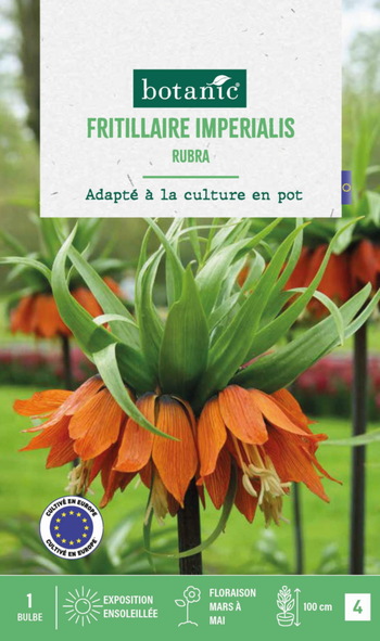 Visuel 1 du produit Fritillaire Rubra botanic® - 1 bulbe