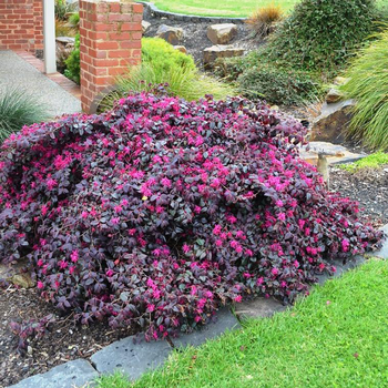 Visuel 1 du produit Loropetalum Chinense Plum Gorgeous rose en pot de 4 L