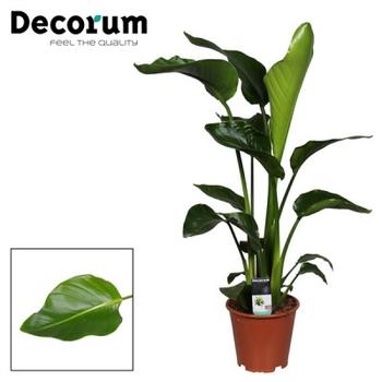 Visuel 1 du produit Strelitzia Nicolai. Le pot de Ø 19 x H 110 cm